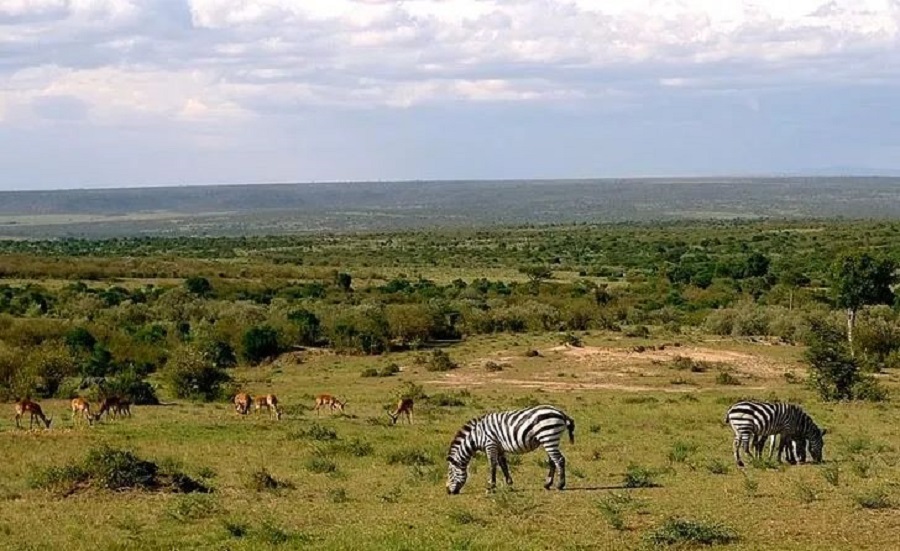 Masai Mara(图3)