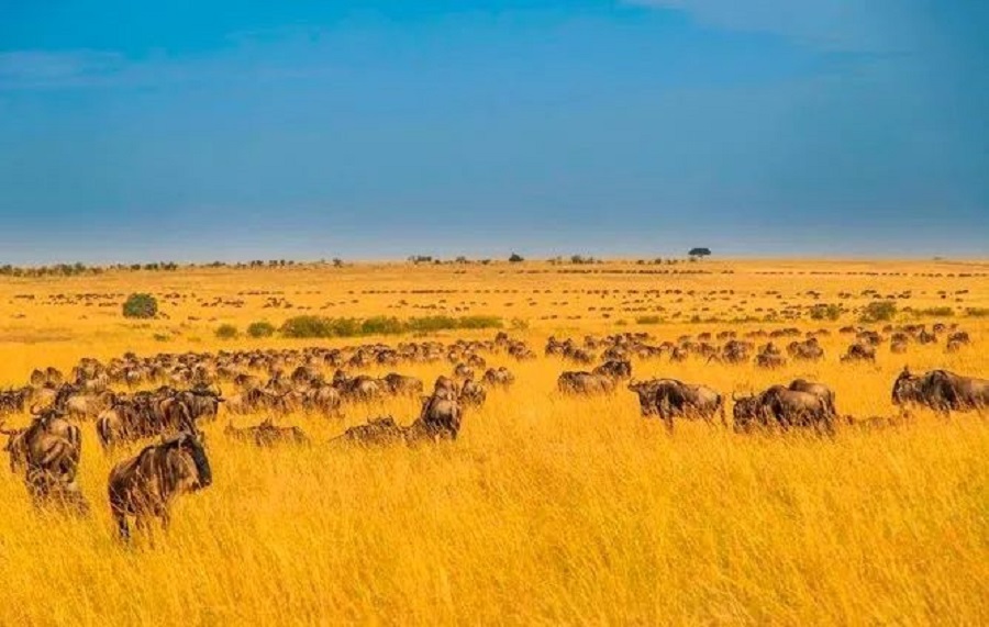 Masai Mara(图4)