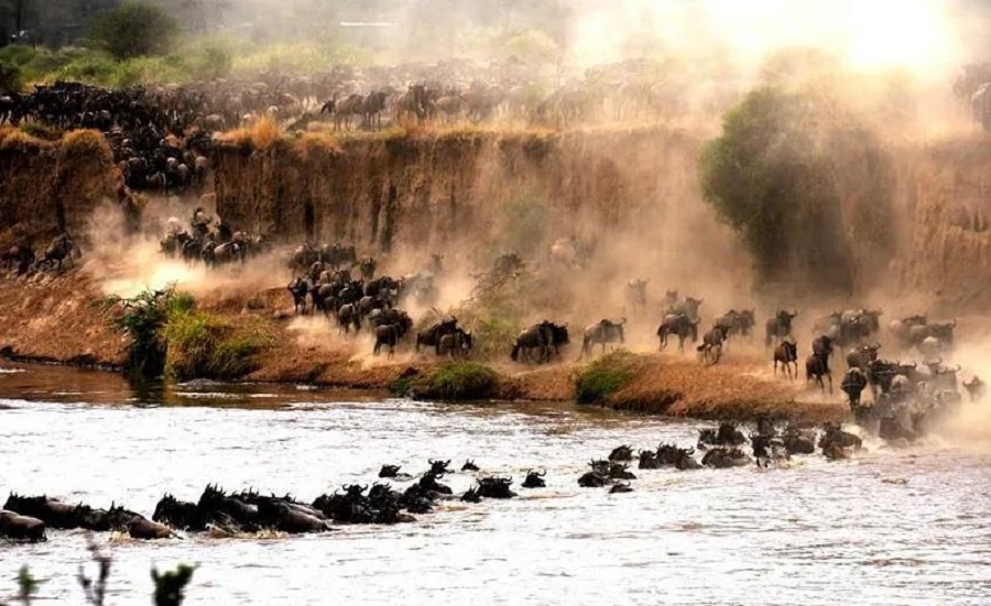 Masai Mara(图7)