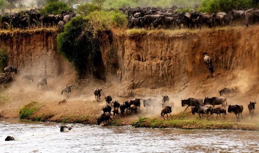 Masai Mara(图8)