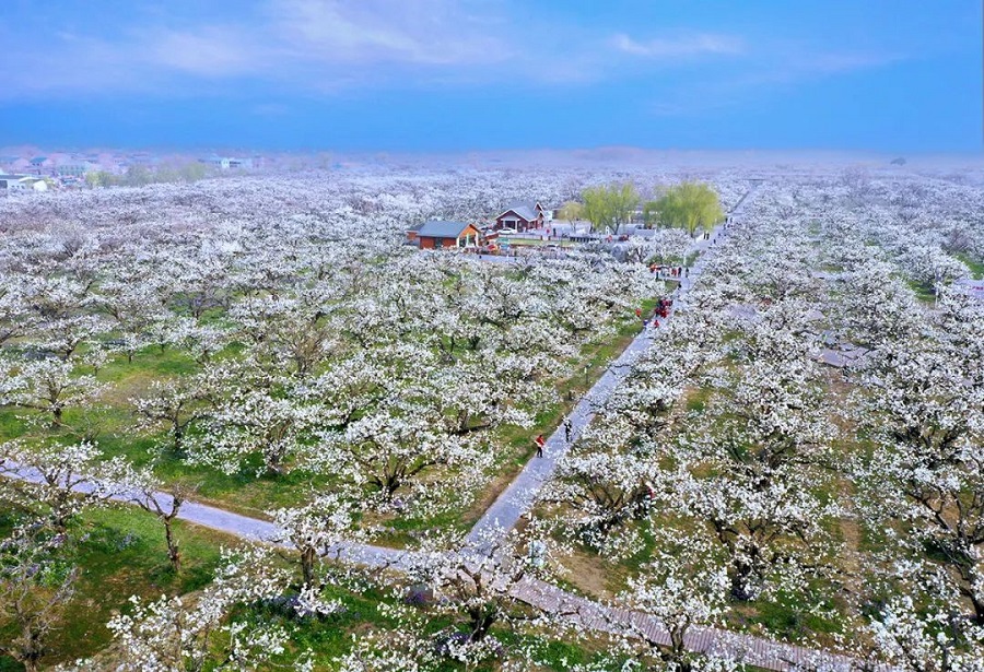The 29th China Dangshan Pear Blossom Festival(图16)